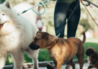 KINTOPSERVICE-listing-CHIEN-850×350-1