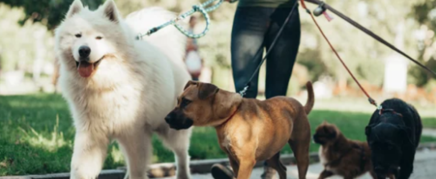 Prise en charge des Chiens et Chats à domicile