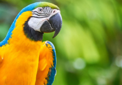 MACAW-listing-850×350-1
