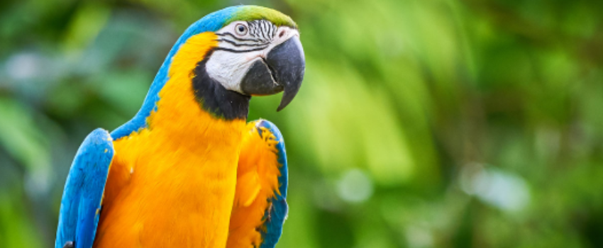 Vente de Perroquet Aras