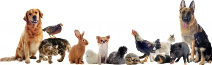 Soins des animaux domestiques