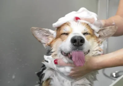 ANIMAUX-DOMESTIQUES-2_WEBP