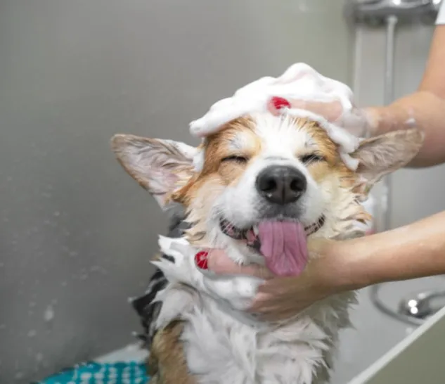 Soins des animaux domestiques