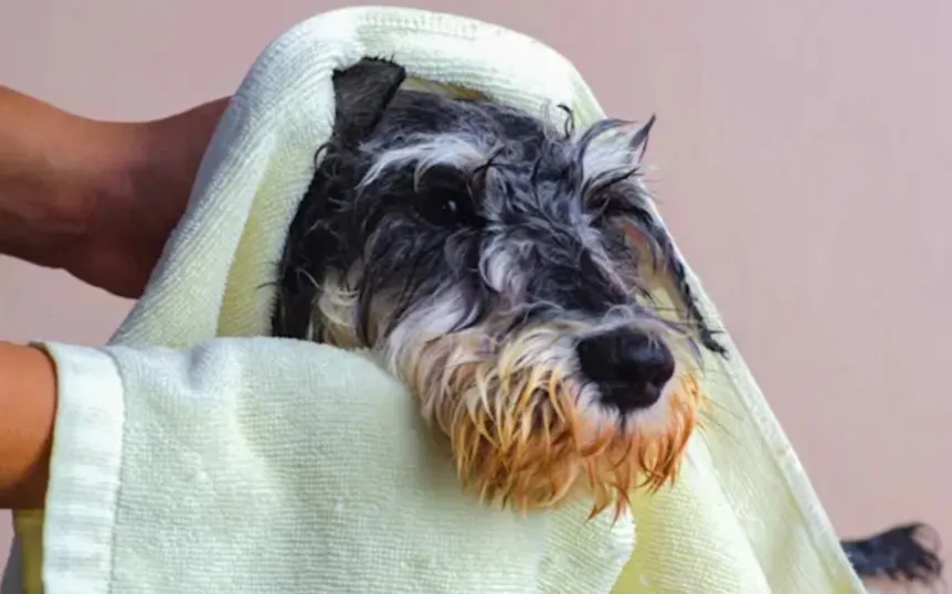 Soins des animaux domestiques