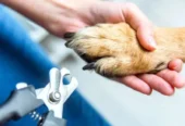 Soins des animaux domestiques