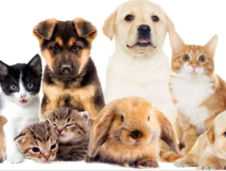 Soins des animaux domestiques