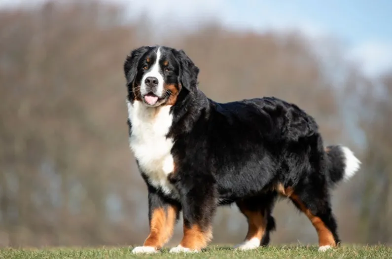 Chien de Race Mixte. Bouvier Bernois