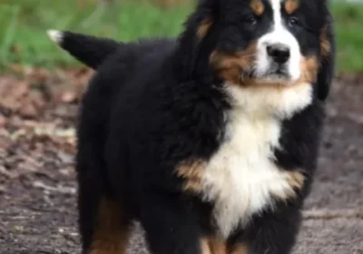 BOUVIER-BERNOIS-2_WEBP