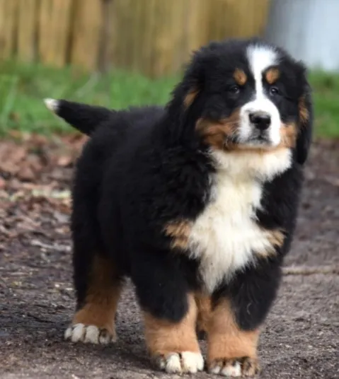 Chien de Race Mixte. Bouvier Bernois