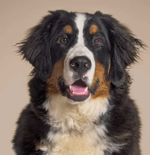 Chien de Race Mixte. Bouvier Bernois