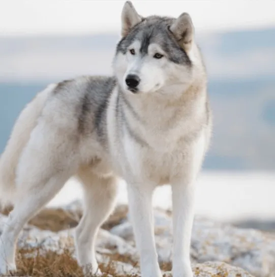 Chien Husky Russe à Vendre. Rare à trouver sur le marché