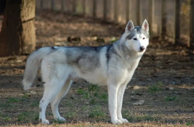 Chien Husky Russe à Vendre. Rare à trouver sur le marché