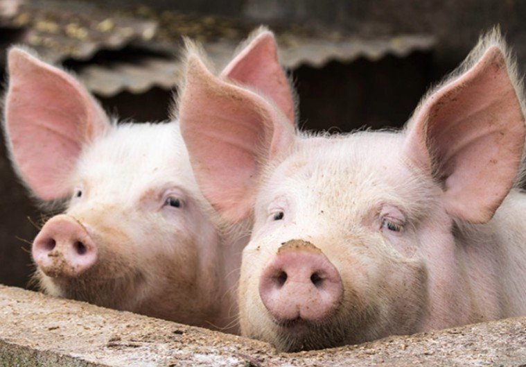 VENTE DE PORCELETS (SEVRÉS & NON SEVRÉS) À KINSHASA !