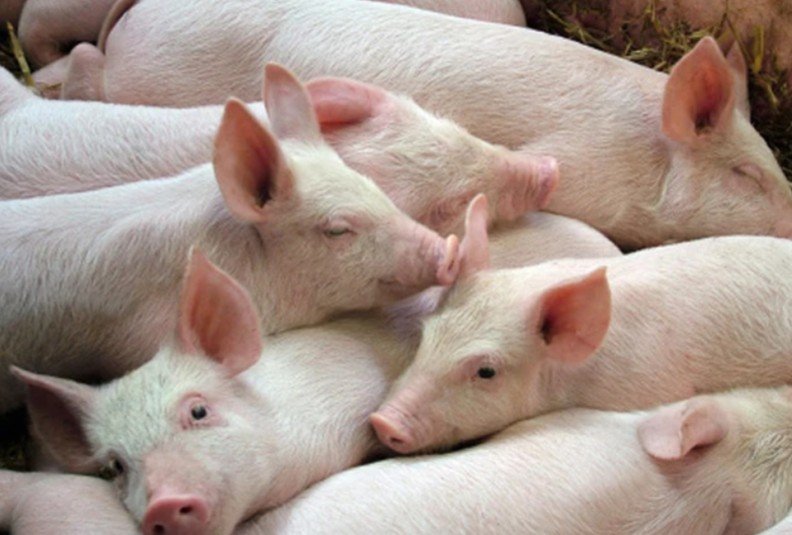 VENTE DE PORCELETS (SEVRÉS & NON SEVRÉS) À KINSHASA !