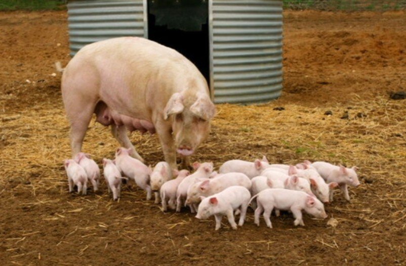 VENTE DE PORCELETS (SEVRÉS & NON SEVRÉS) À KINSHASA !