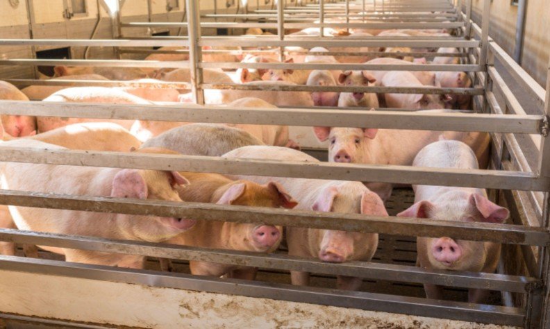 VENTE DE PORCELETS (SEVRÉS & NON SEVRÉS) À KINSHASA !